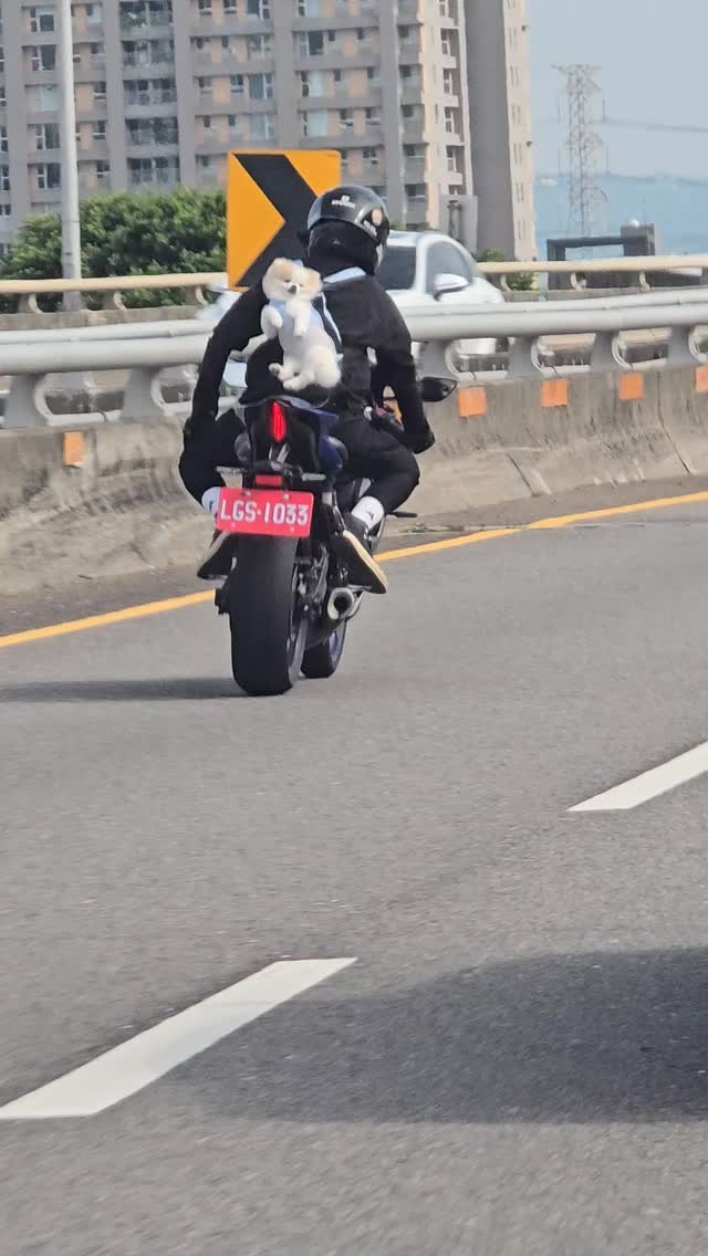 背負方式載運寵物 中市動保處：應確保寵物無傷害及用路安全、違反最高可處1萬5千元罰鍰