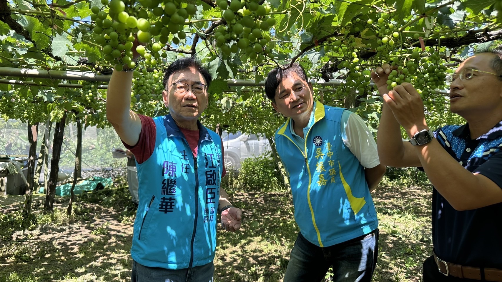 巨峰葡萄慘遭「石頭化」衝擊，江啟臣疾呼中央速啟農損救助並研議科技防災